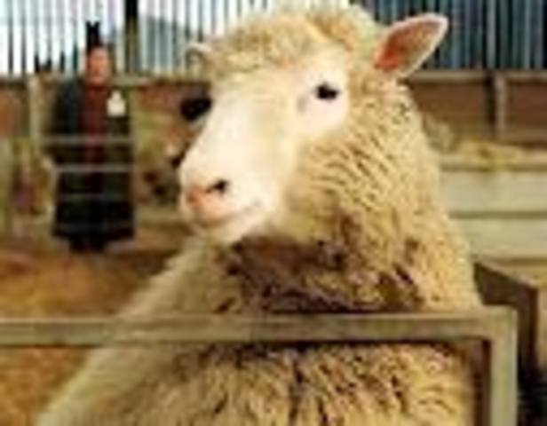 Scientists clone sheep