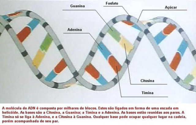 Establecimiento del código genético.