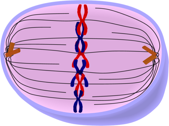 Metaphase