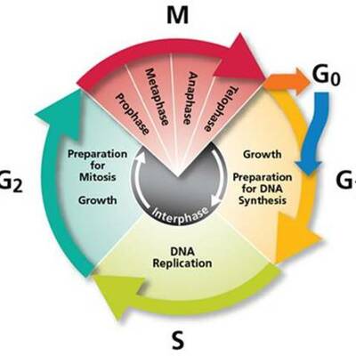 Timeline: The cell cycle