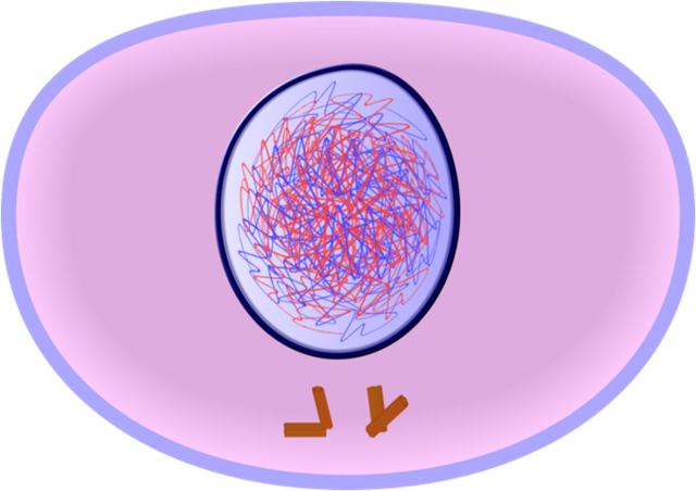 Interphase or S-Phase