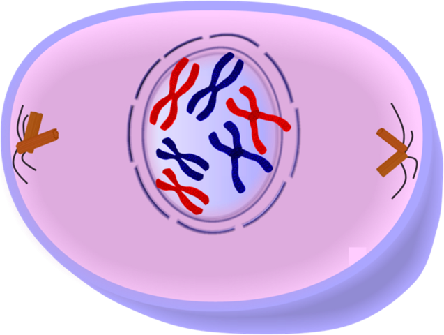 Prophase