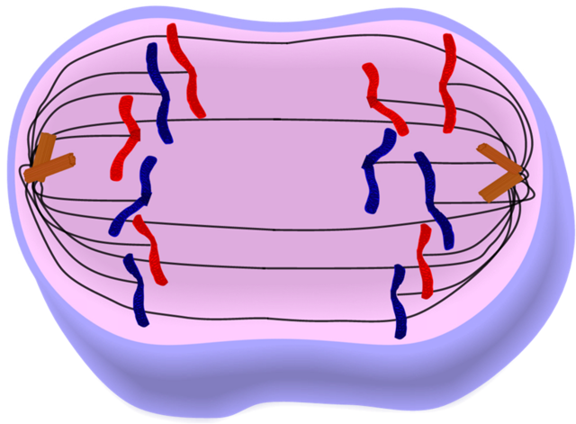 Anaphase