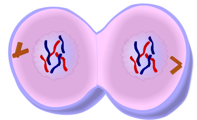 Telophase