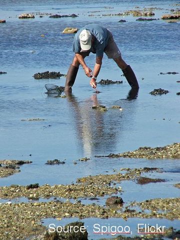 Intervention: "L'analyse du travail et les outils de la formation professionnelle: La pêche à pied...de l'analyse du travail à la définition des compétences de métier"
