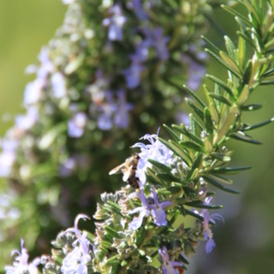 Timeline: Green Thumbs Garden