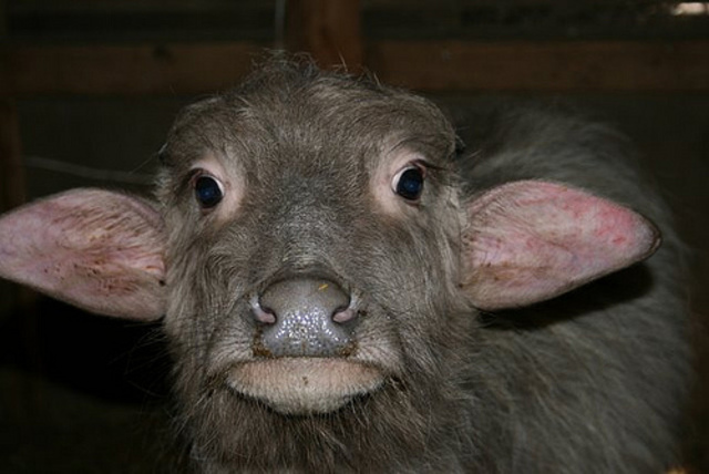 Rat Kiley shoots a baby buffalo