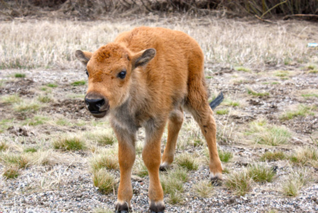 Rat Kiley kills a baby buffalo