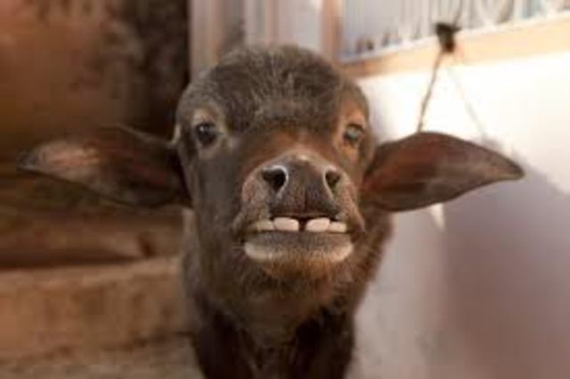 Rat Kiley kills the baby buffalo