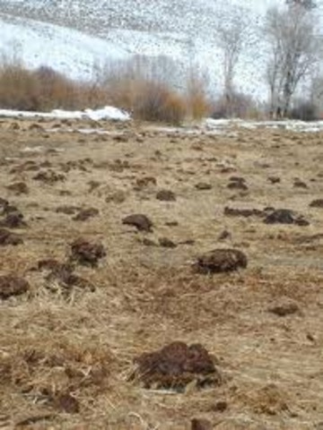 Kiowa sinks into the field of waste