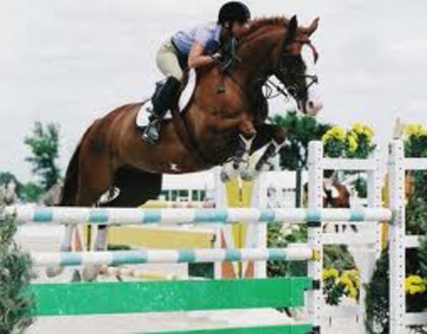 Bird and Sundancer are going to the Haver Ford fair