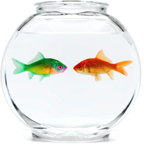Fishbowl Theory
