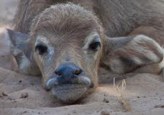 Rat Kiley kills the baby buffalo