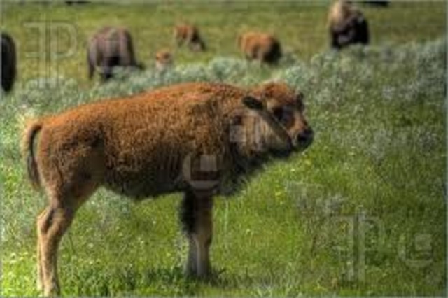 Rat Kiley kills a baby buffalo. (pg.78)