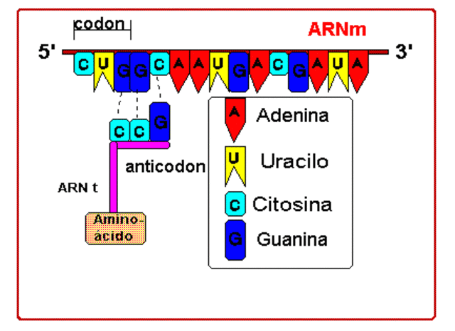 Codificación de proteínas