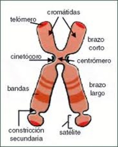 Descubrimientos del Cromosoma