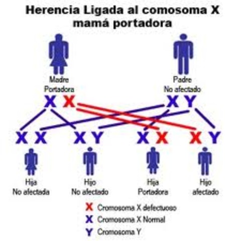 Duscubrimiento implicacion de los cromosomas en la herencia