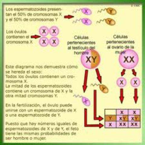 Descubrimiento de los cromosomas sexuales.