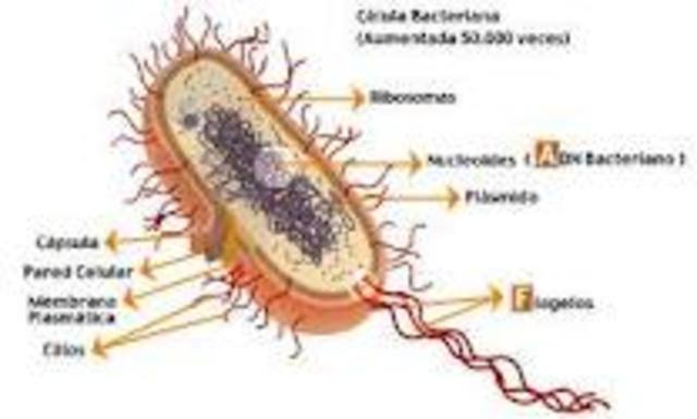 Creacion de una celula bacteriana.