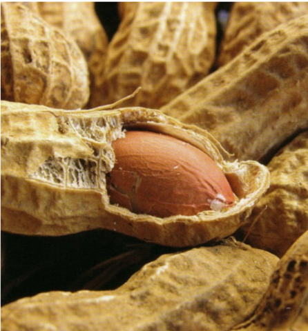 Innovations with Peanuts