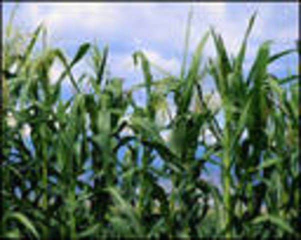 Transgénicos al poder