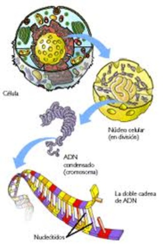 FUNCIONAMIENTO DEL ADN