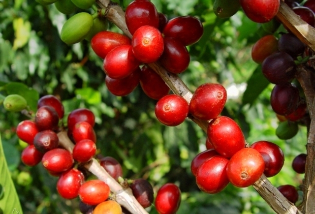 Década de 1860 - 1870 Fomento de modelo agroexportador