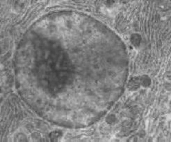 Descubrimiento del núcleo de la células eucariotas.