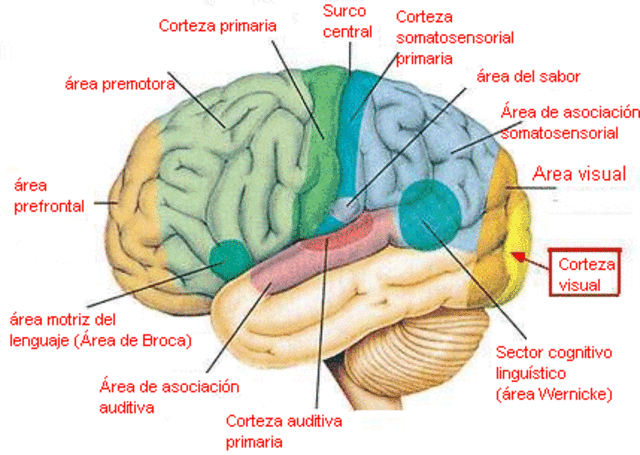 Las Funciones del cerebro de Gall