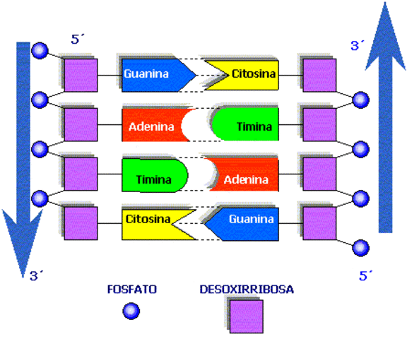 Descubrimiento de las cuatro bases nitrogenadas