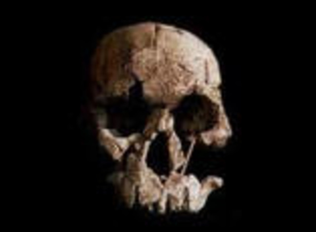 HOMO HABILIS