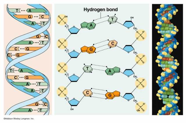 Estructura del ADN, modelo de la doble hélice