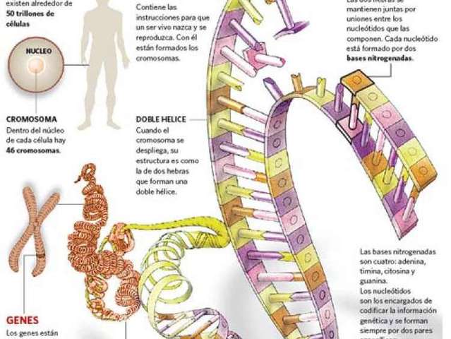 Descifrado del genoma humano