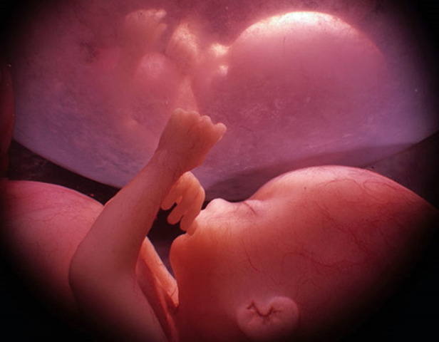 Nace el primer bebe probeta