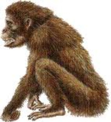 aparicion de los primates