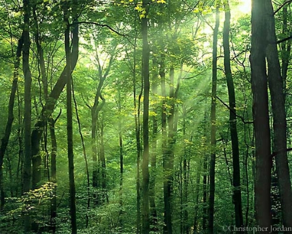 Bottom and the actors gather in the forest to practice the play.