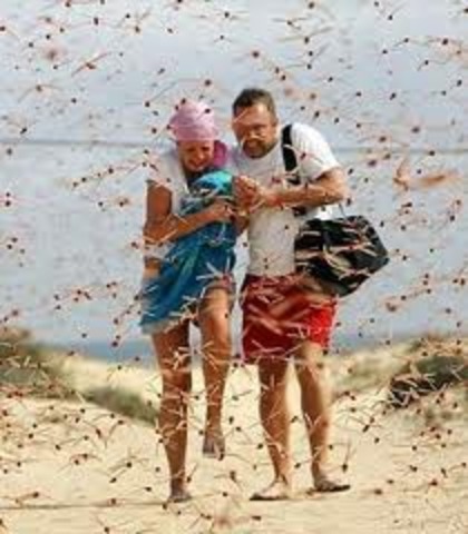 Summer of the Dragonfly