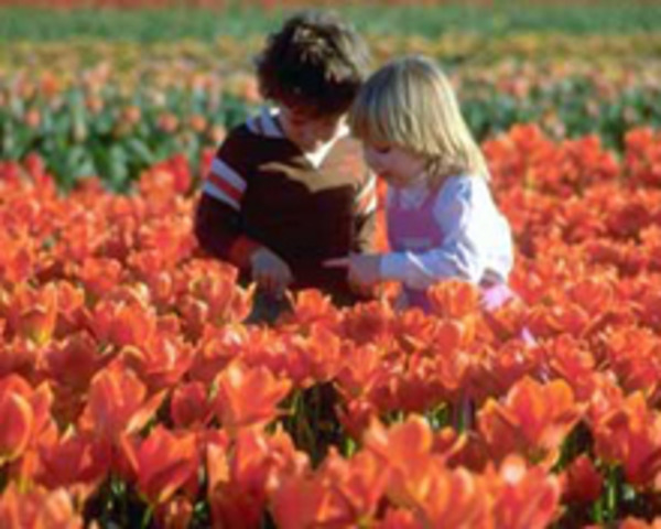 Diseño de Implementación del Programa Hogares Comunitarios