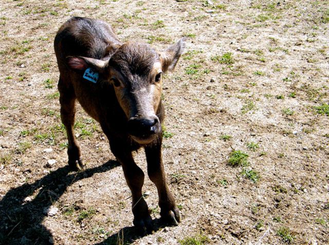 Rat Kiley kills a baby water buffalo