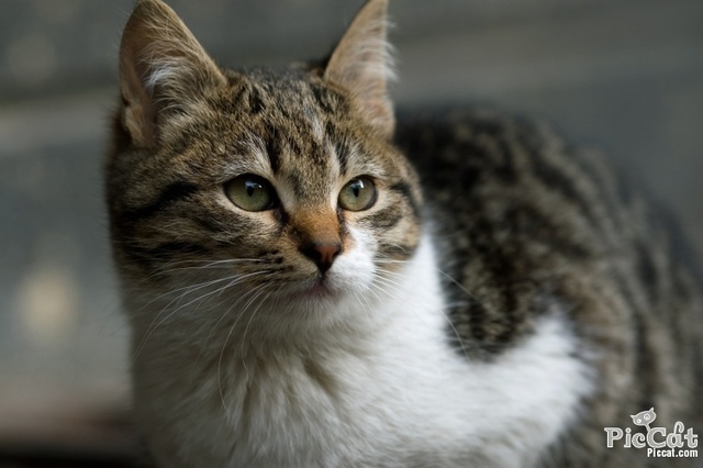 Se obtener un gato (mi segundo)