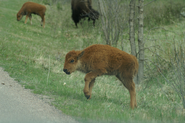 Rat Kiley kills a baby buffalo
