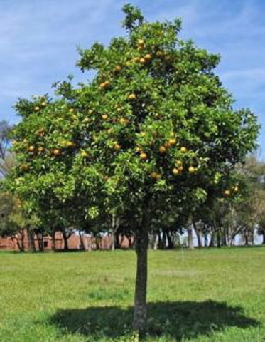 Kurt Lemon gets blown into a tree