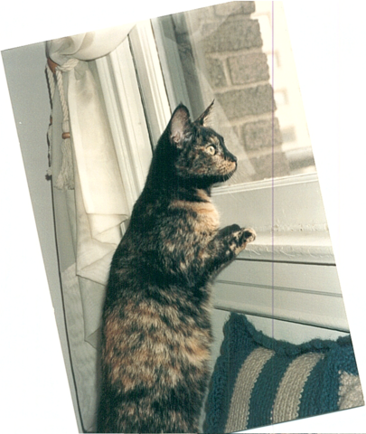 Murió mi gato, Seuss