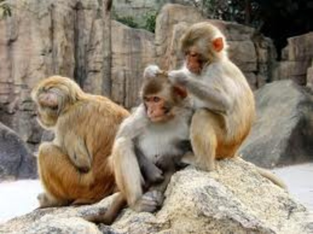 primates