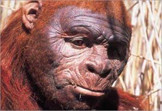 Australopithecus robustus