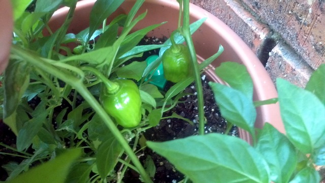 Children's Librarian Hunt Began