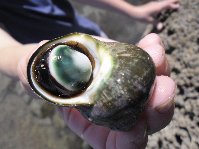 Te Tapuwae o Rongokako and Kaiti Beach trip