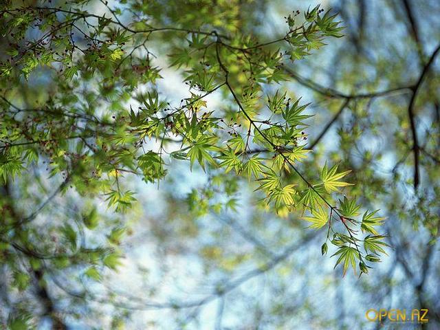 Первое соревнование по компьютерному искусству