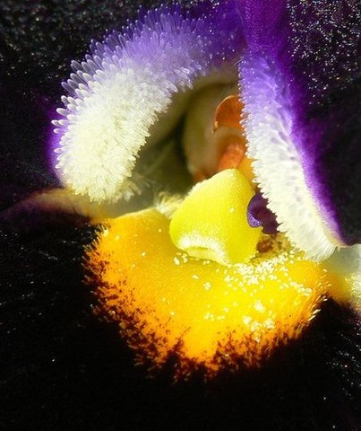 Puck waits until both the men fall asleep, and squeezes juice in Lysander's eyes.