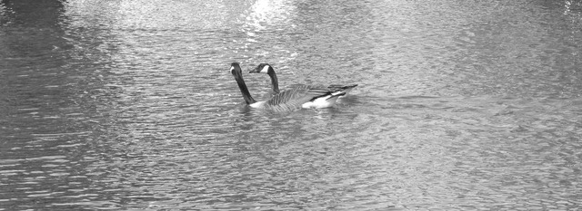 The love the father has.